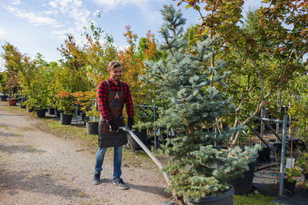 Best Fruit Tree Pruning  in New Town, ND